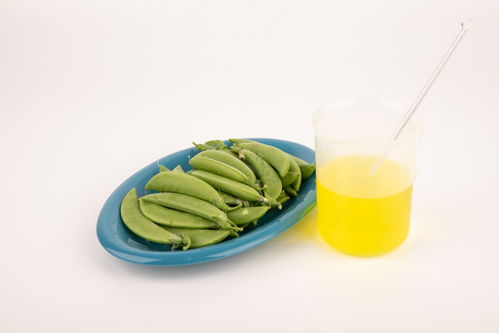 甜碗豆食品安全 農(nóng)業(yè)科技、食品培育與視覺(jué)表達(dá)的交匯點(diǎn)